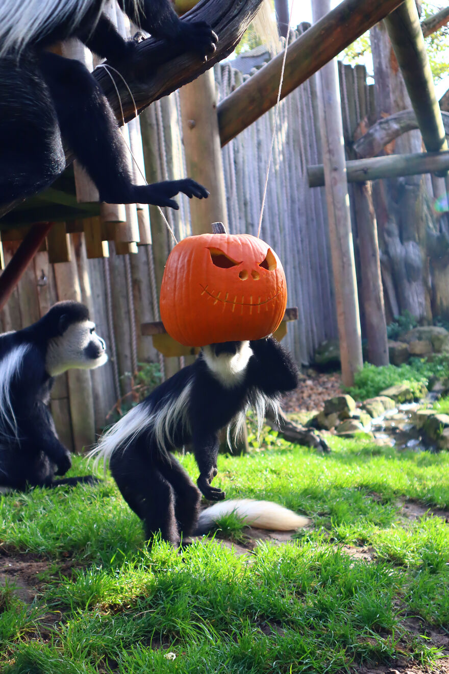 We Photographed Zoo Animals Wearing Pumpkins, And The Result Might Make You Smile We Photographed Zoo Animals Wearing Pumpkins, And The Result Might Make You Smile