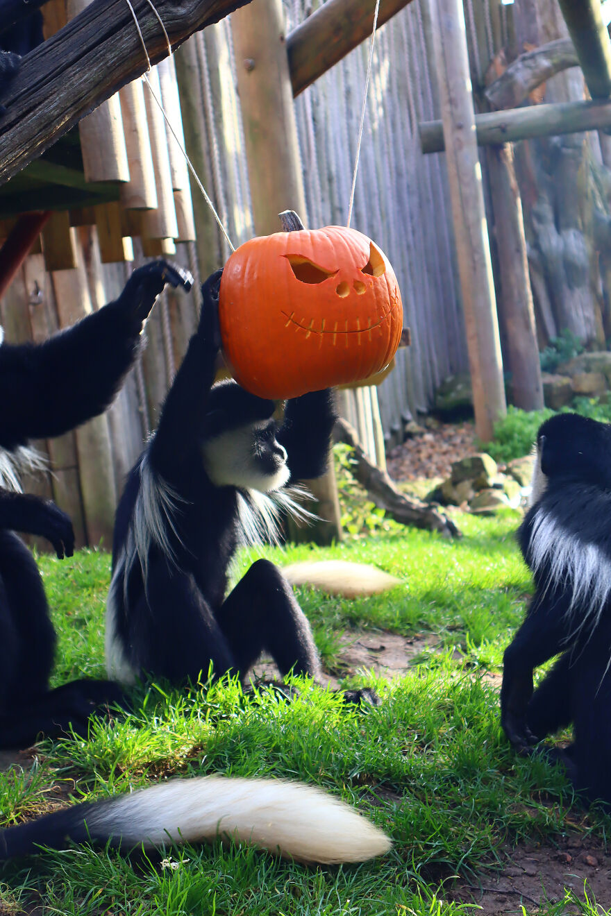 We Photographed Zoo Animals Wearing Pumpkins, And The Result Might Make You Smile We Photographed Zoo Animals Wearing Pumpkins, And The Result Might Make You Smile
