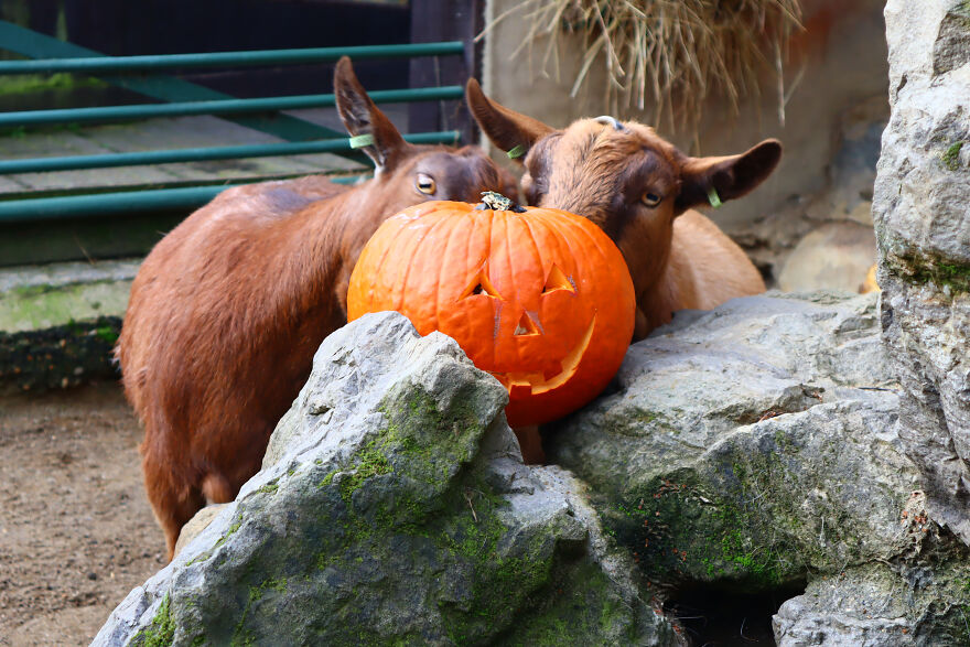 We Photographed Zoo Animals Wearing Pumpkins, And The Result Might Make You Smile We Photographed Zoo Animals Wearing Pumpkins, And The Result Might Make You Smile