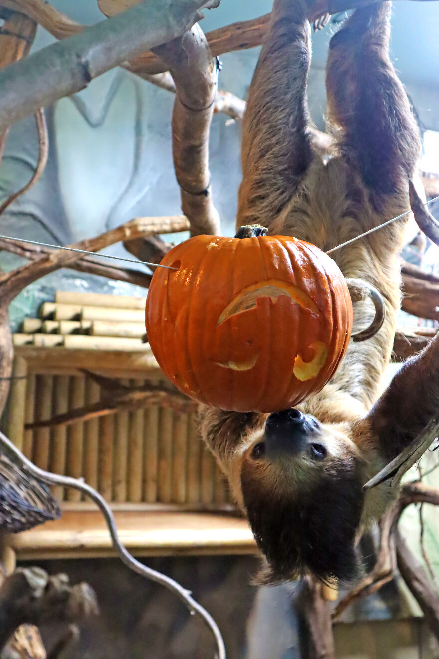 We Photographed Zoo Animals Wearing Pumpkins, And The Result Might Make You Smile We Photographed Zoo Animals Wearing Pumpkins, And The Result Might Make You Smile