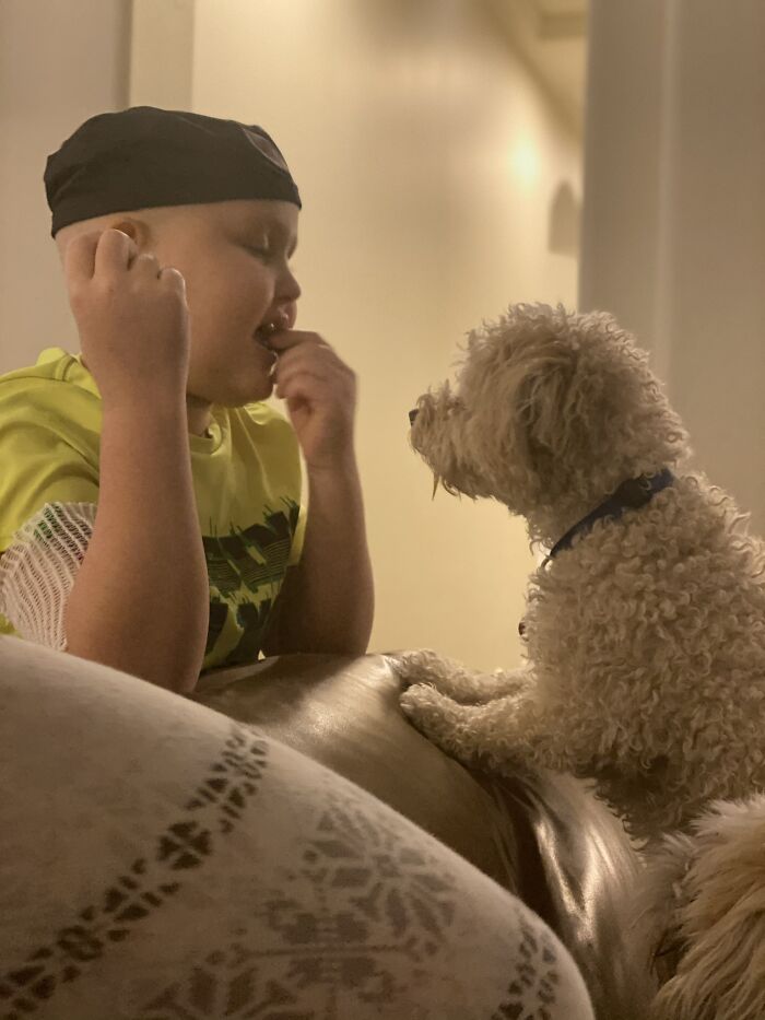 Dog Saved This Boy's Life (6 Pics) Dog Saved This Boy's Life (6 Pics)