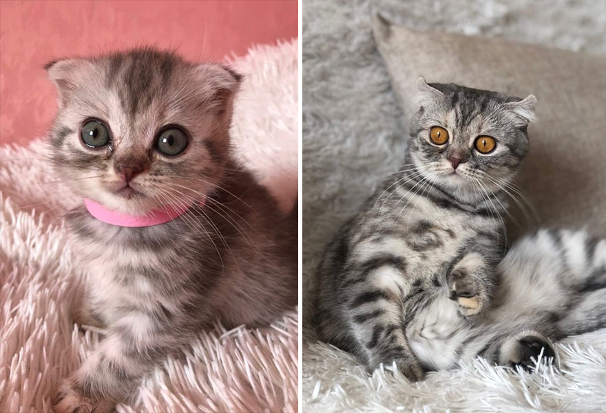This Community Shows Kittens Then And Now (30 Pics)