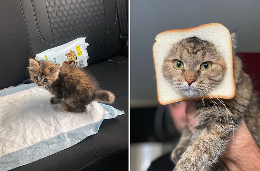 This Community Shows Kittens Then And Now (30 Pics)