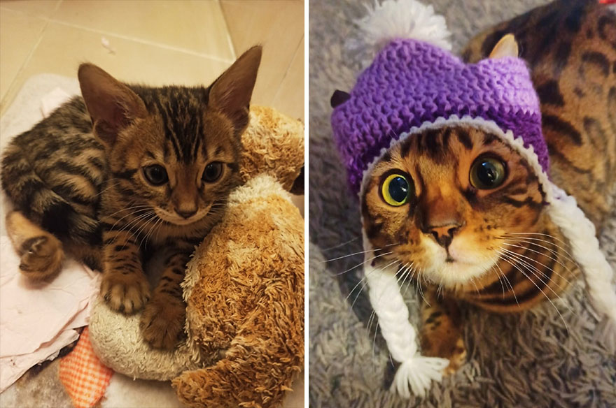 This Community Shows Kittens Then And Now (30 Pics)