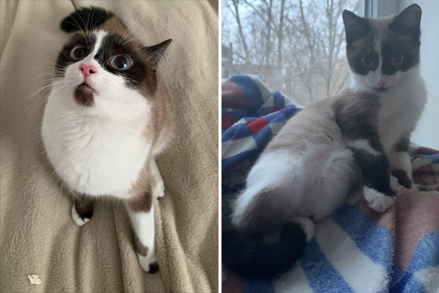 This Community Shows Kittens Then And Now (30 Pics)