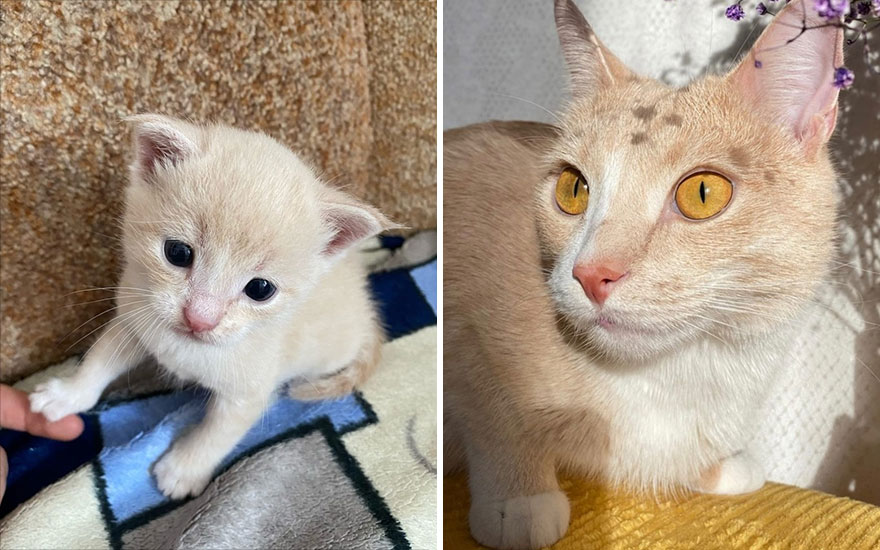 This Community Shows Kittens Then And Now (30 Pics)