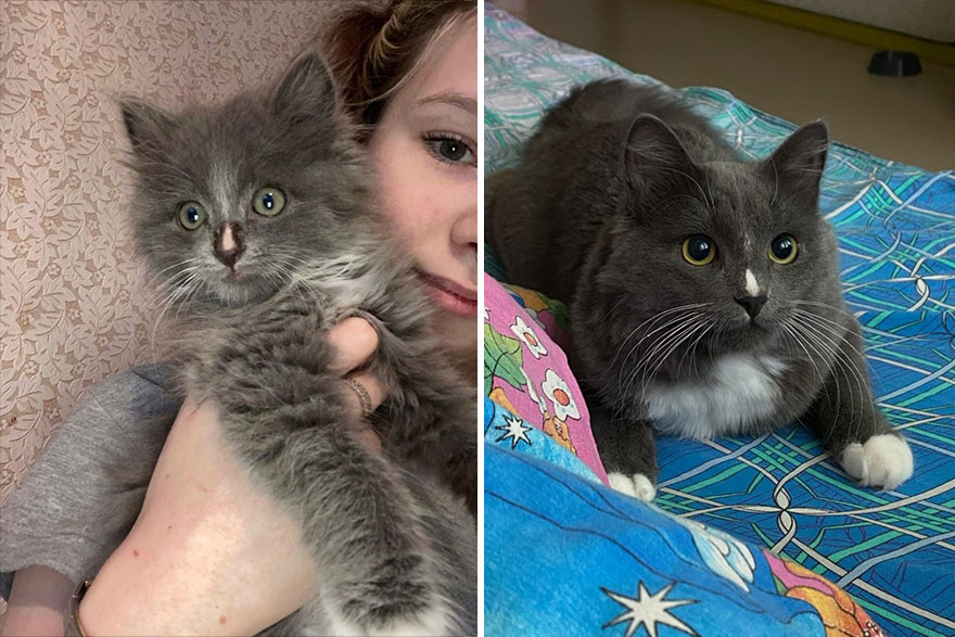 This Community Shows Kittens Then And Now (30 Pics)