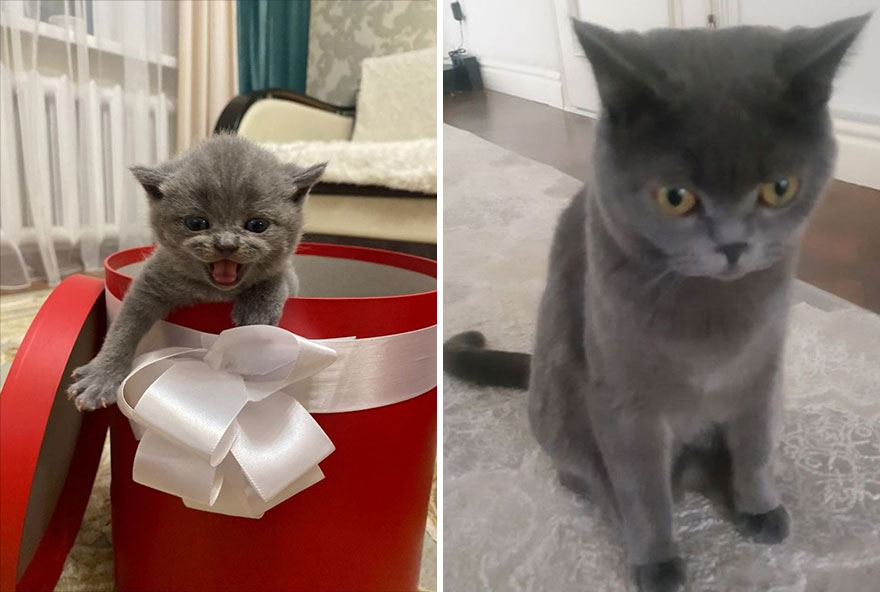 This Community Shows Kittens Then And Now (30 Pics)