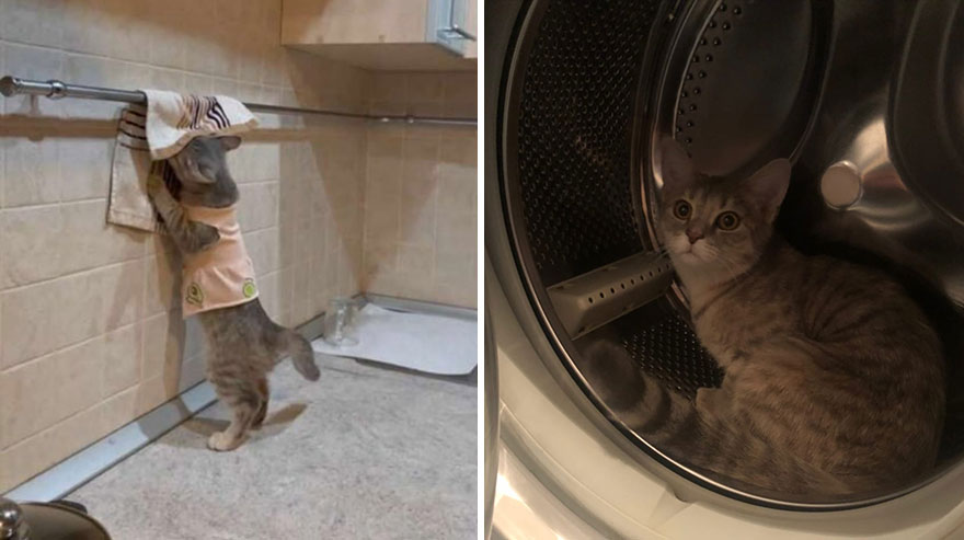 This Community Shows Kittens Then And Now (30 Pics)