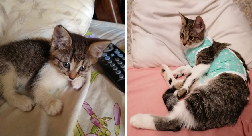 This Community Shows Kittens Then And Now (30 Pics)