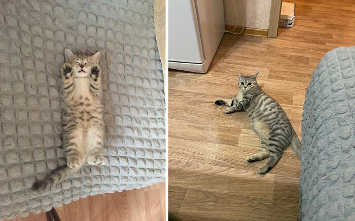 30 "Then And Now" Pics Of Adorable Kittens Turning Into Majestic Cats, As Shared On This "Cat Grows" Group