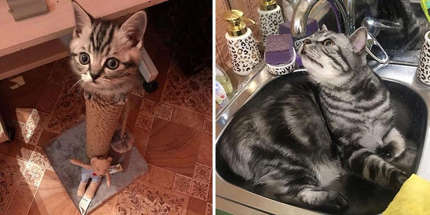 This Community Shows Kittens Then And Now (30 Pics)