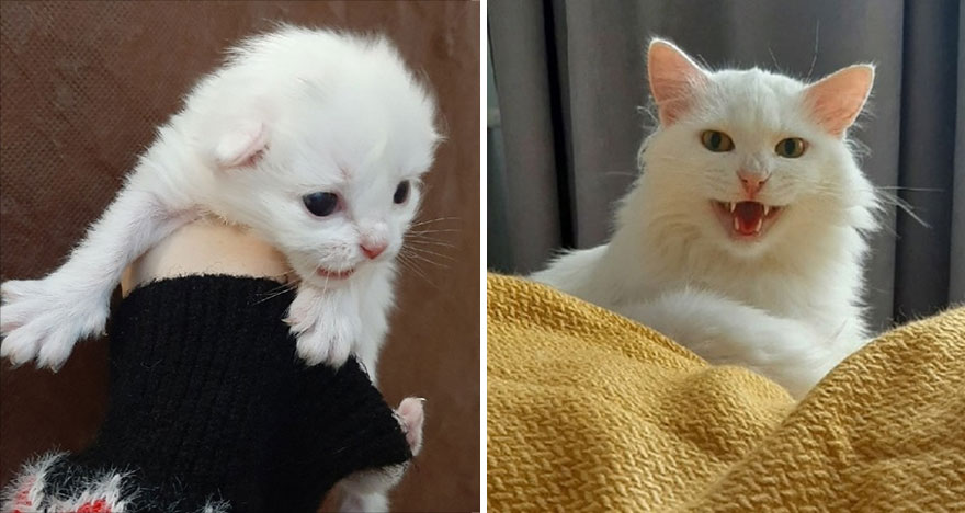 This Community Shows Kittens Then And Now (30 Pics)