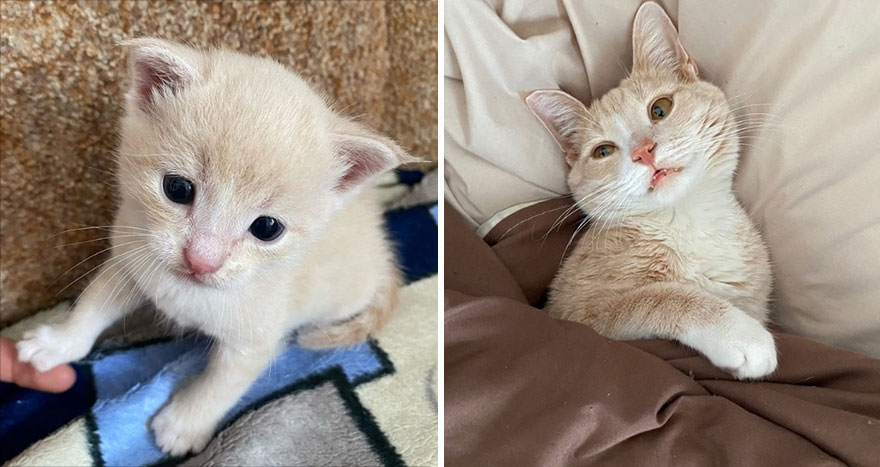 This Community Shows Kittens Then And Now (30 Pics)
