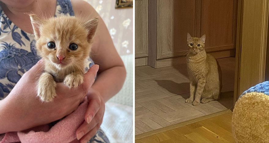 This Community Shows Kittens Then And Now (30 Pics)
