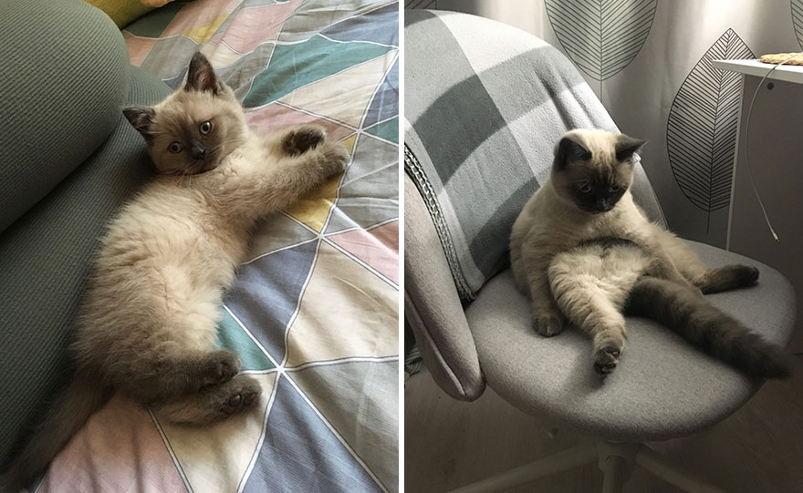 This Community Shows Kittens Then And Now (30 Pics)