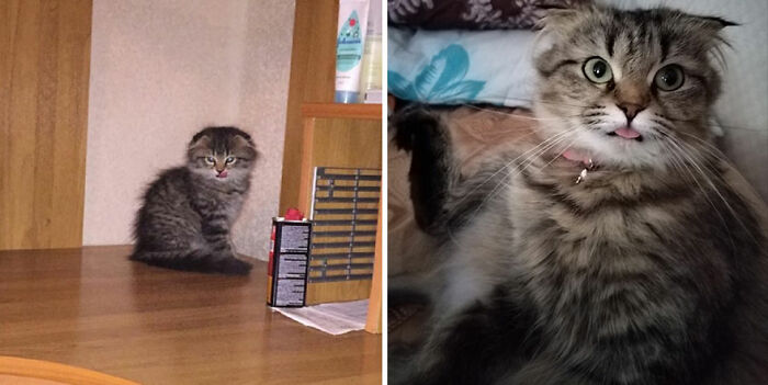30 "Then And Now" Pics Of Adorable Kittens Turning Into Majestic Cats, As Shared On This "Cat Grows" Group