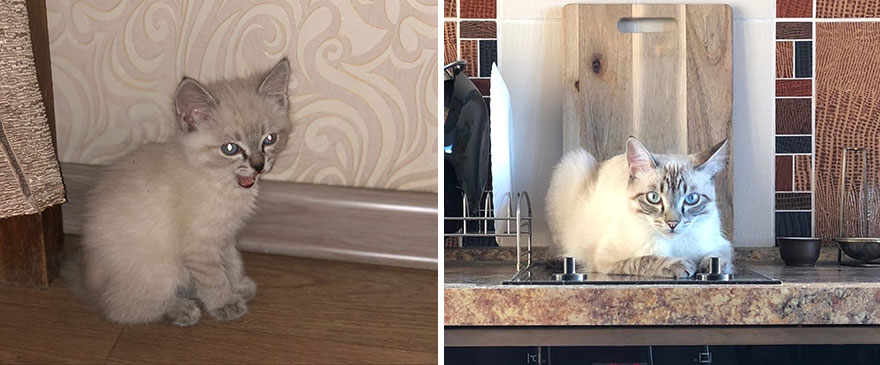 This Community Shows Kittens Then And Now (30 Pics)
