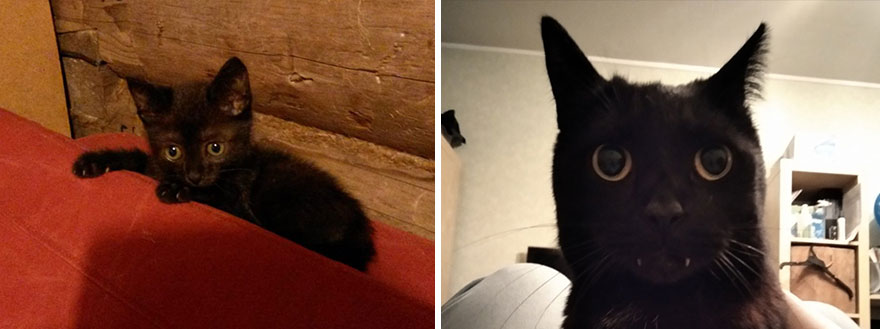 This Community Shows Kittens Then And Now (30 Pics)