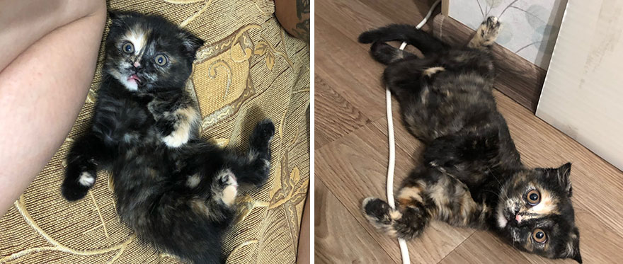 This Community Shows Kittens Then And Now (30 Pics)