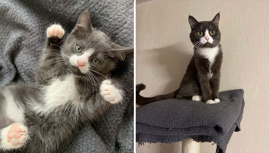 This Community Shows Kittens Then And Now (30 Pics)