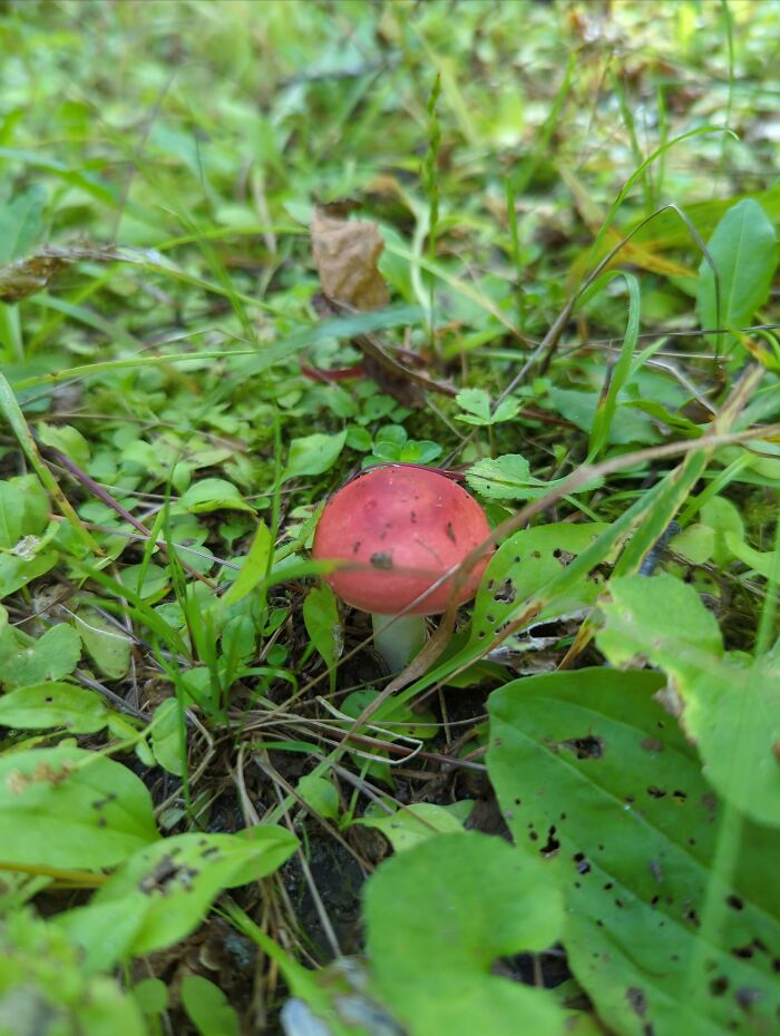Rosy Russula, Sakatah Lake State Park, Minnesota