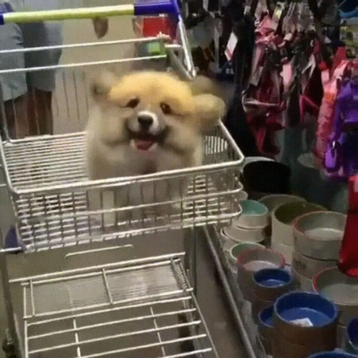 Corgi Puppy In A Shopping Cart