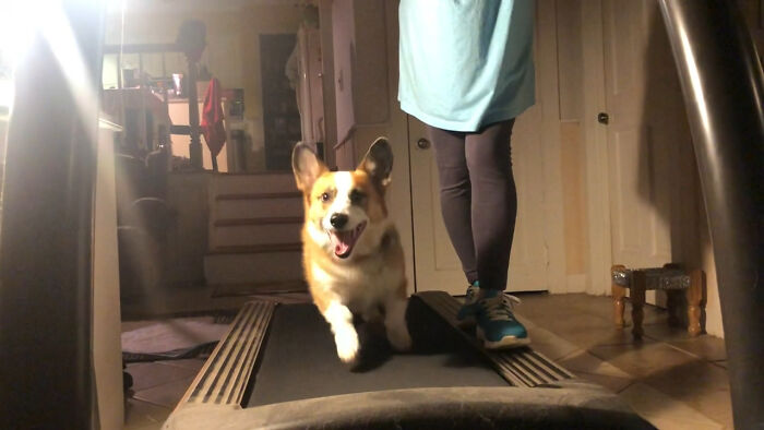How To Keep A Corgi From Getting Fat. Doctors Orders Saying He Needs More Exercise. He Loves The Treadmill