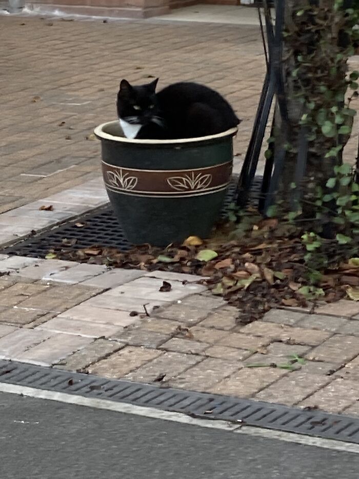 Cat In A Pot!?