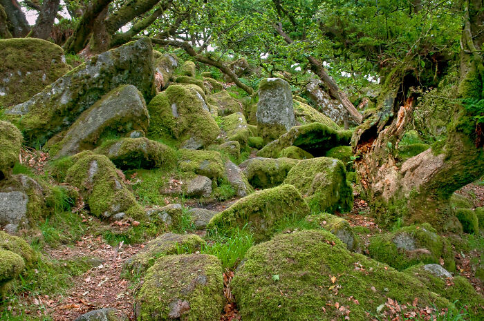 a lot of stones covered with moss in the forest