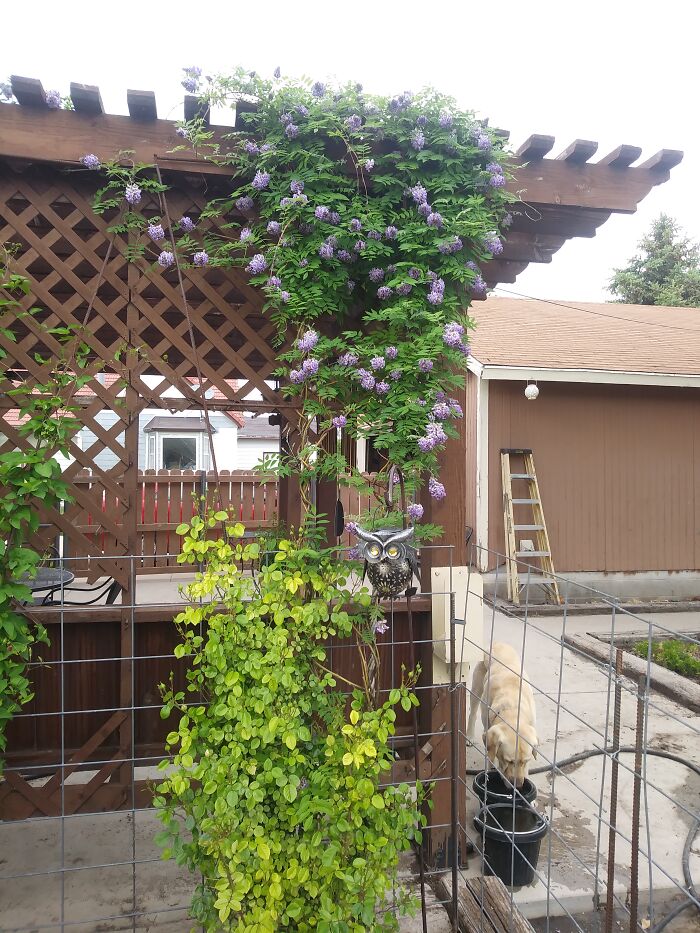 Wisteria (That Was Almost Destroyed By The Cute Yellow Dog Getting A Drink)