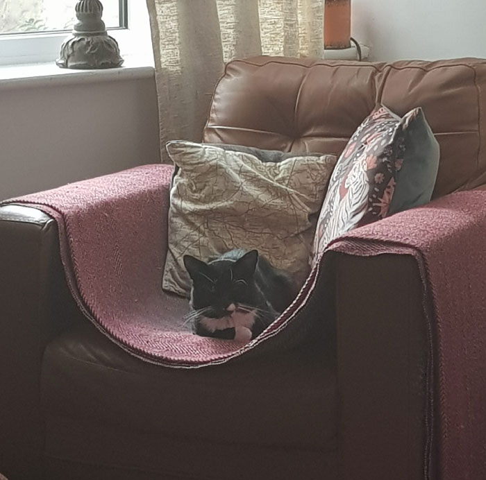  Esa es mi casa, mi comedor y mi sillón. Pero ese no es mi gato. De hecho, no es el gato de nadie. Es un gato muy salvaje. Aun así, es bello