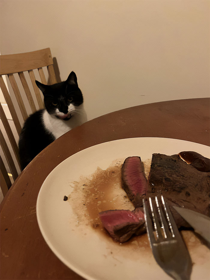 'my House Not My Cat' Had A Sixth Sense That It Was Steak Night And Volunteered To Be The Official Taste Tester