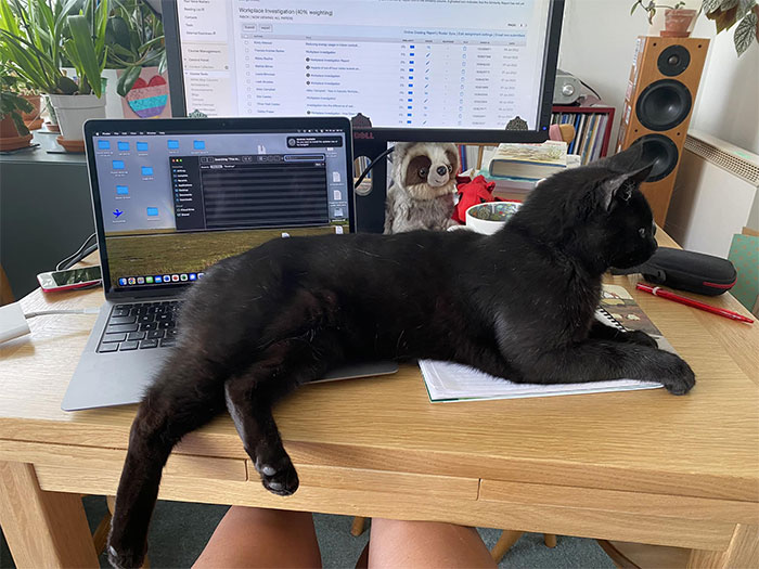 My Desk, My Laptop And My Knees… But Definitely Not My Cat. And Was Absolutely No Help Marking. Sadly