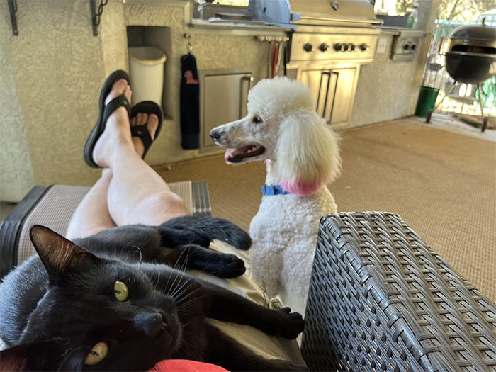 Husband Was Grilling Chicken On Our Porch With Our Poodle. “Mike” The Cat Belongs To The Neighbor But Thinks Our House Is Pretty Cool. We Live On 3-4 Acres Per House So He Makes A Significant Trip To Visit