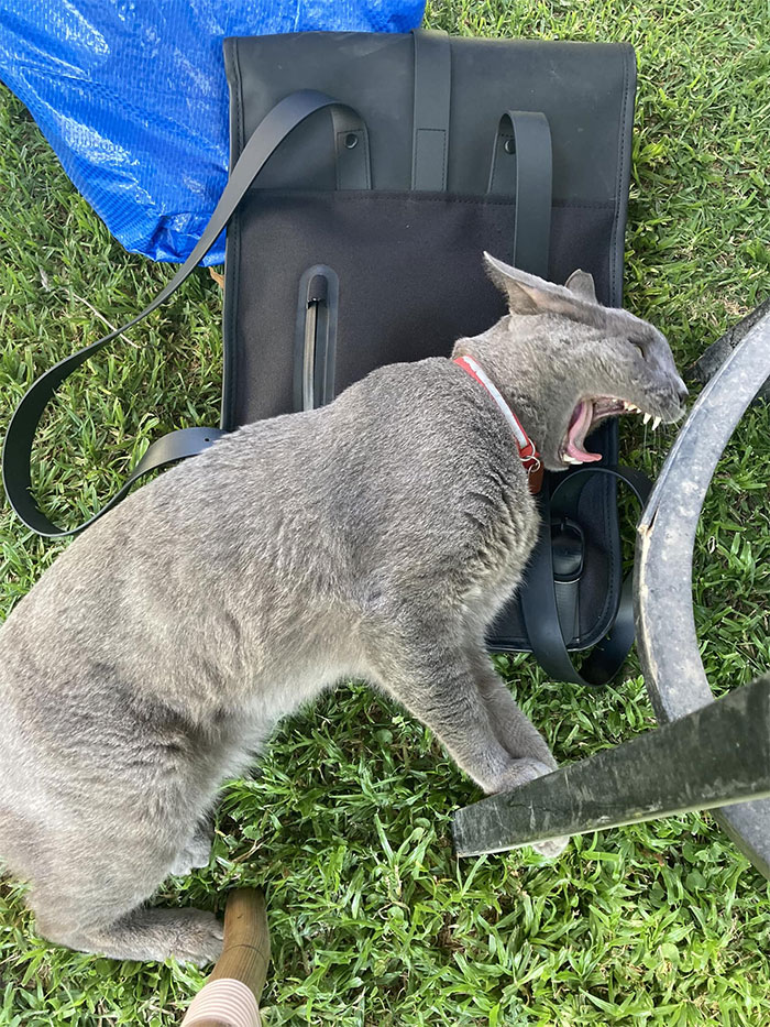 My Chair. My Backpack. Absolutely Not My Cat
