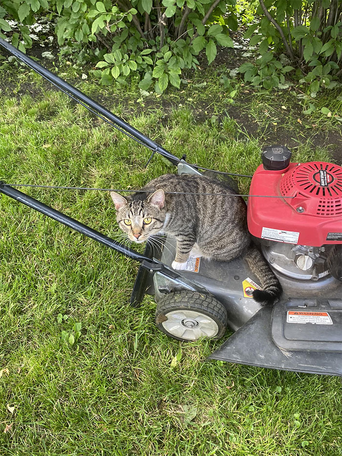 My Lawnmower, Not My Cat