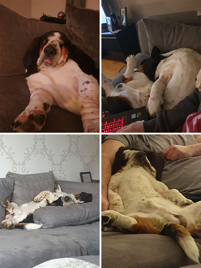 Saga Of Absolutely Busted Positions My Dog Likes To Sleep In