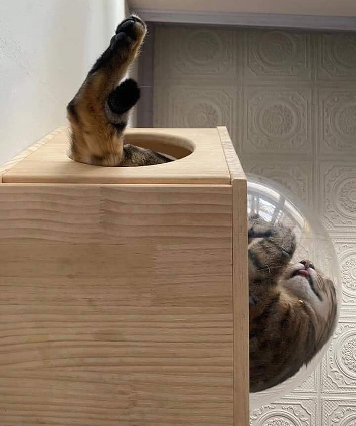 A cat in a strange cat furniture contraption, which is like a wooden box with a hole in the top and a plastic dome to the side. The cat is upside down, his head in the dome and his legs up out through the top hole.