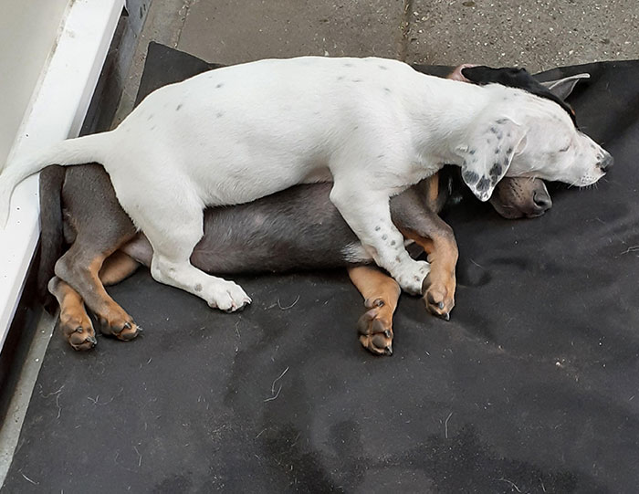 My And My Sister's Pups Making A Puppy Sandwich