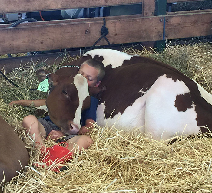 Un niño y su vaca durmiendo la siesta en la feria de Goshen 