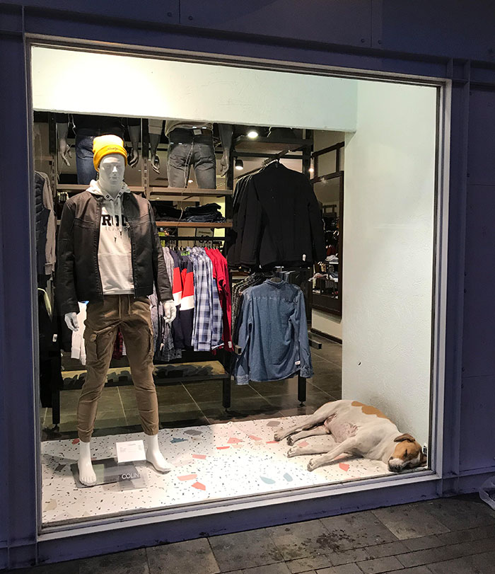 A Stray Dog Having A Nap Inside A Shop Window In Izmir