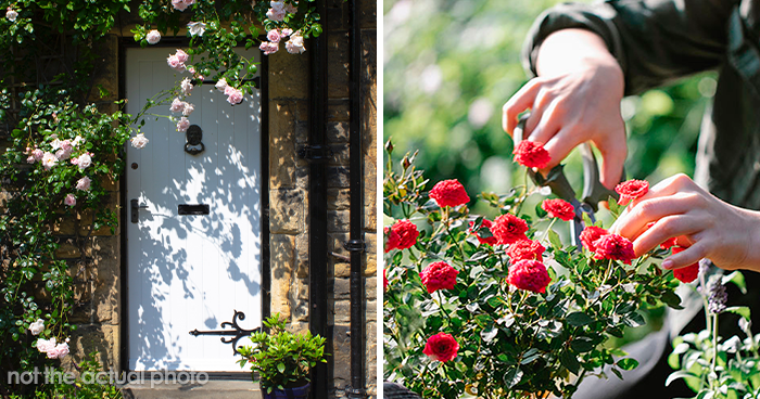 Woman Refuses To Remove Her Rose Garden, So Allergic Neighbor Takes Care Of It Herself And Gets The Cops Called On Her