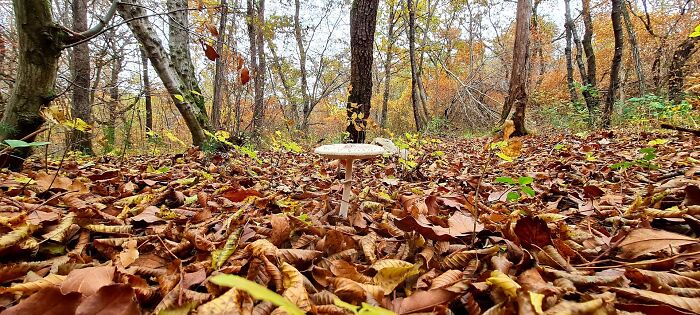 Autumn Is My Favorite Season. This Photo Is Taken In Istria, Croatia