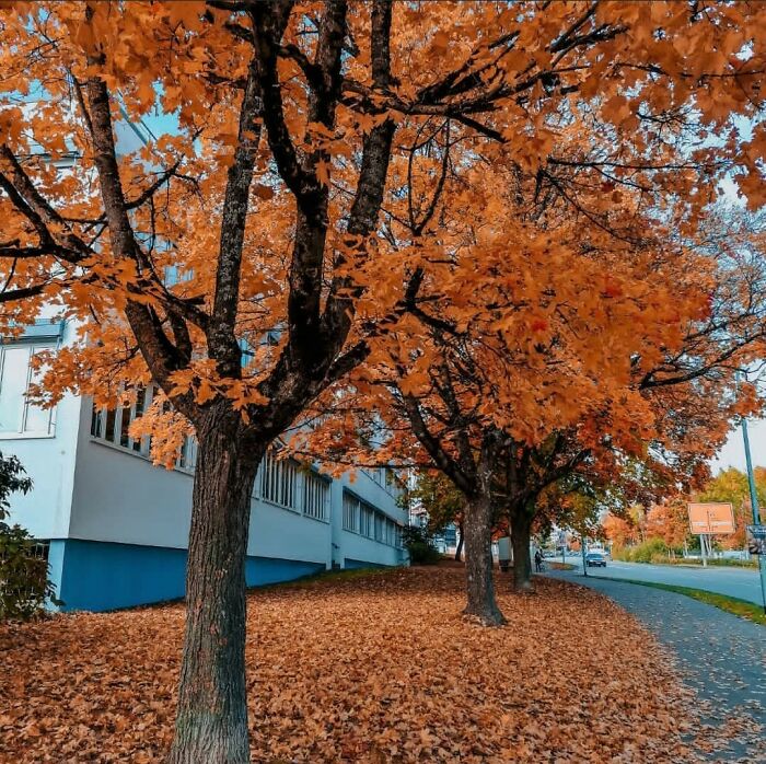 Autumn Tree In South Germany(I Used My Smartphone)