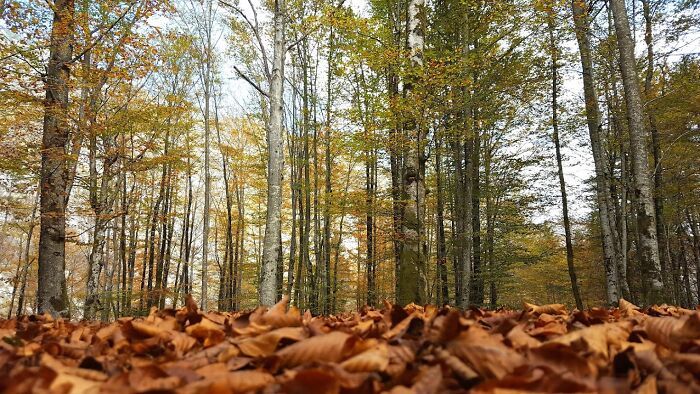 Autumn Mood In The Forest
