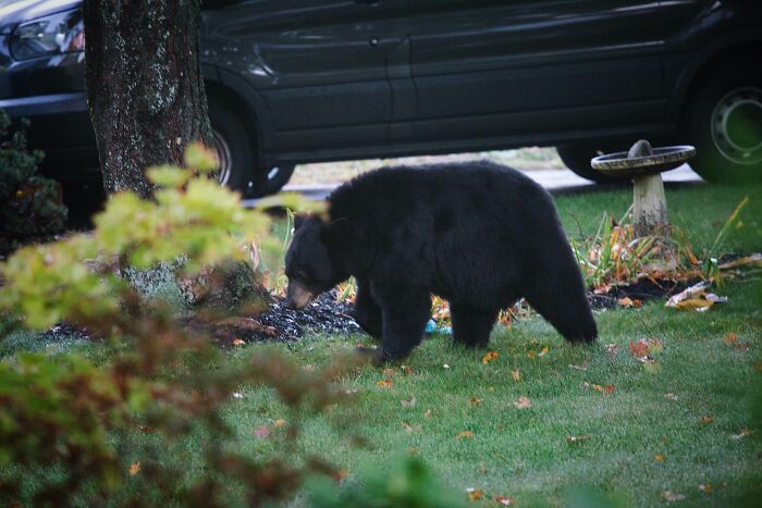 A Bear Walked Through Our Yard The Other Day...we Live In Connecticut