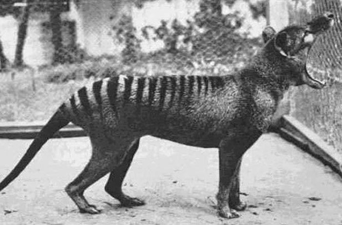 La última foto del ahora extinto tigre de Tasmania en 1933