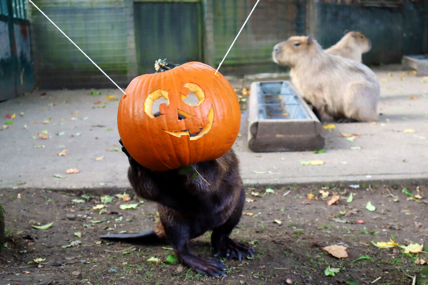 We Photographed Zoo Animals Wearing Pumpkins, And The Result Might Make You Smile We Photographed Zoo Animals Wearing Pumpkins, And The Result Might Make You Smile