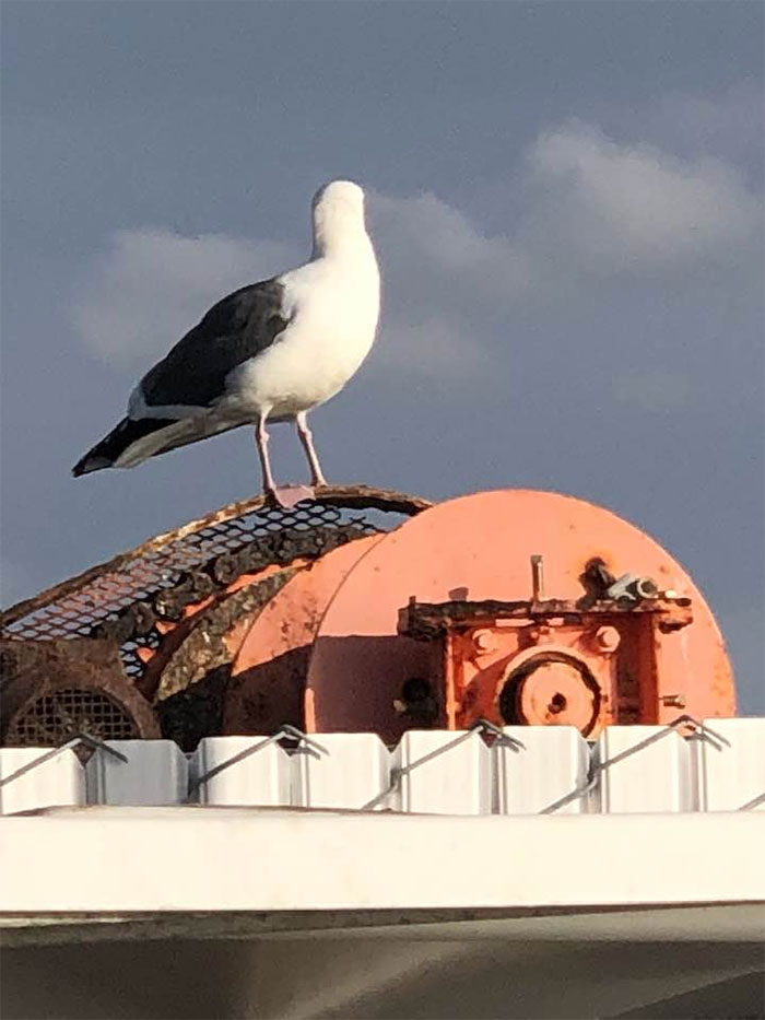 A Camera-Shy Seagull